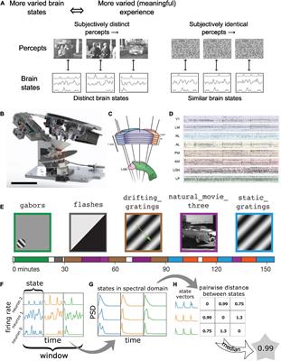 A survey of neurophysiological differentiation across mouse visual brain areas and timescales